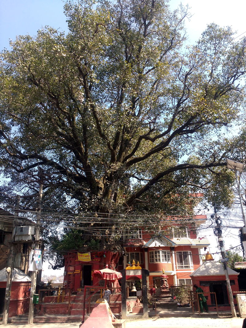 Tree of the Year Nepal